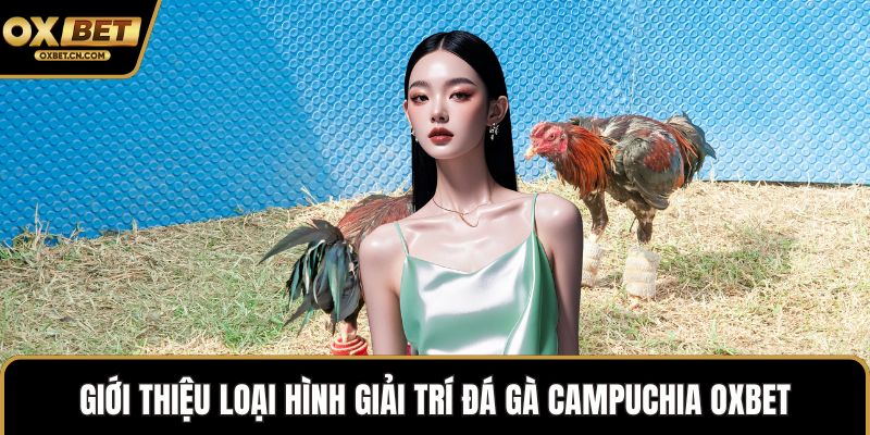Giới thiệu loại hình giải trí đá gà Campuchia OXBET