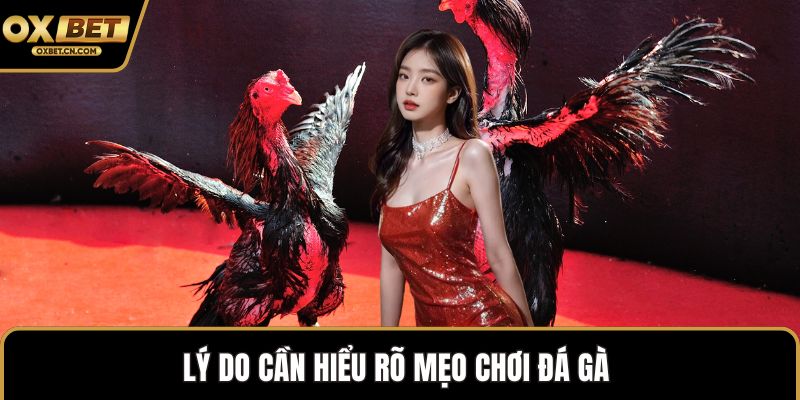 Lý do cần hiểu rõ mẹo chơi đá gà