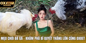 Mẹo chơi đá gà