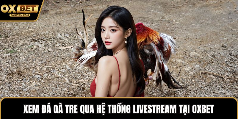 Xem đá gà tre qua hệ thống livestream tại OXBET